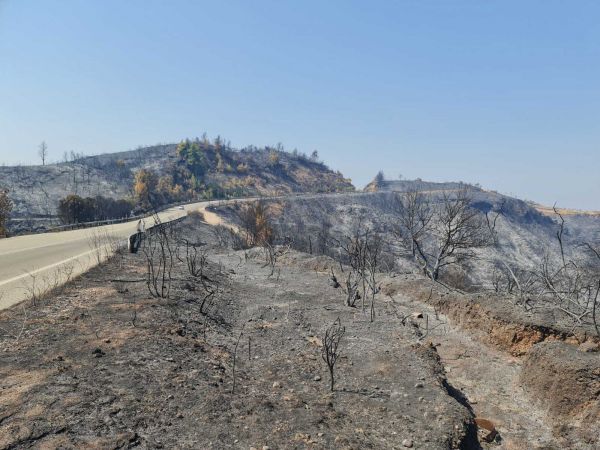 Ε.Λέκκας για τις φωτιές: «Σχεδόν μη αναστρέψιμες οι περιβαλλοντικές επιπτώσεις των πυρκαγιών»