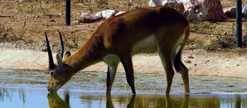 Η στιγμή που αντιλόπη πέφτει σε λίμνη με κροκόδειλους για να γλιτώσει από τα αγριόσκυλα (βίντεο)