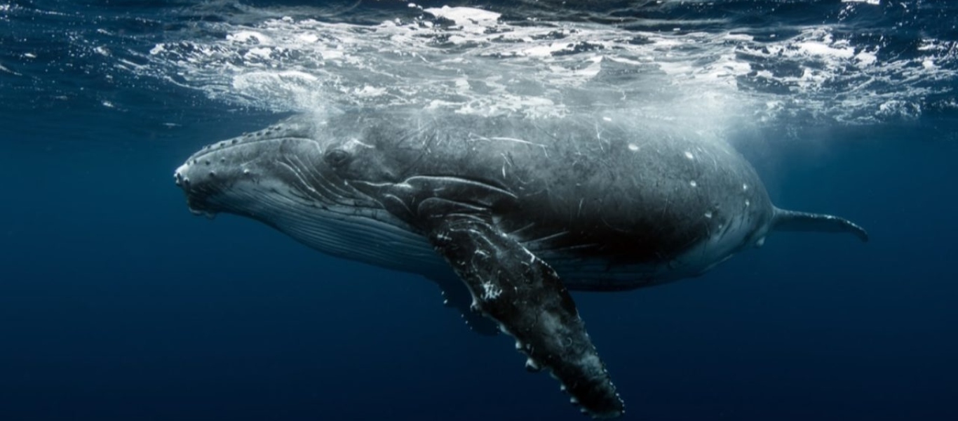 Αργεντινή: Εντυπωσιακή επιχείρηση διάσωσης φάλαινας στην παραλία της Λουσίλα ντελ Μαρ (βίντεο)