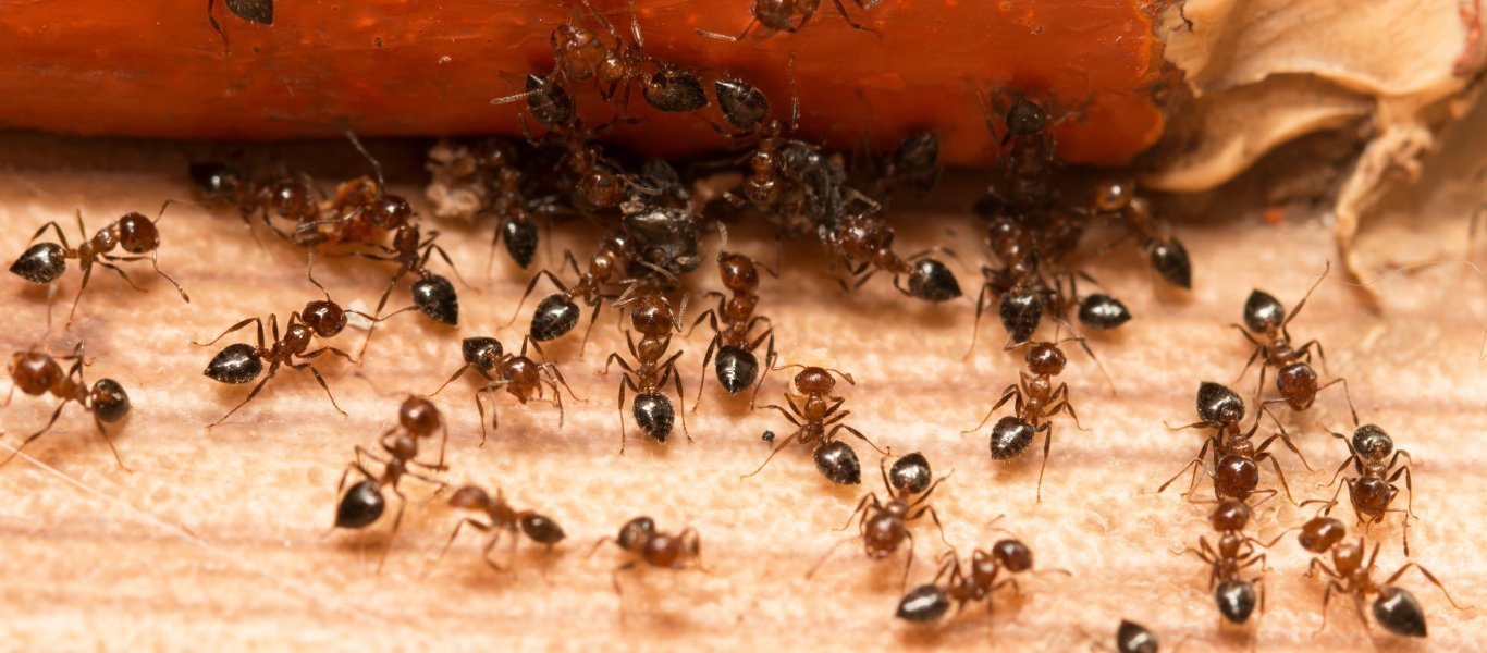 Επτά τρόποι για να πείτε «αντίο» στα μυρμήγκια στην κουζίνα