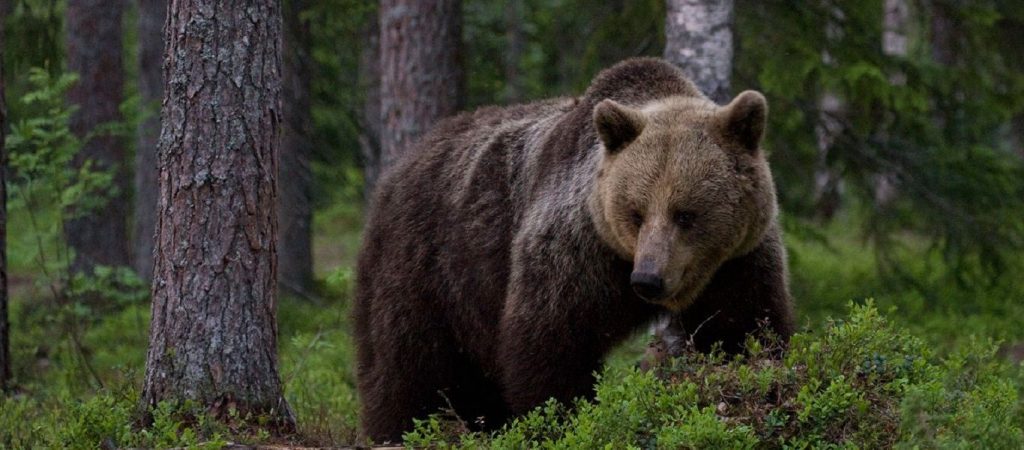 Aπίστευτο: Ρώσος μποξέρ σκότωσε αρκούδα η οποία λίγο πριν είχε σκοτώσει τον φίλο του!