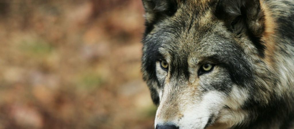 Λήξη «συναγερμού» για λύκους στη Νέα Ερυθραία