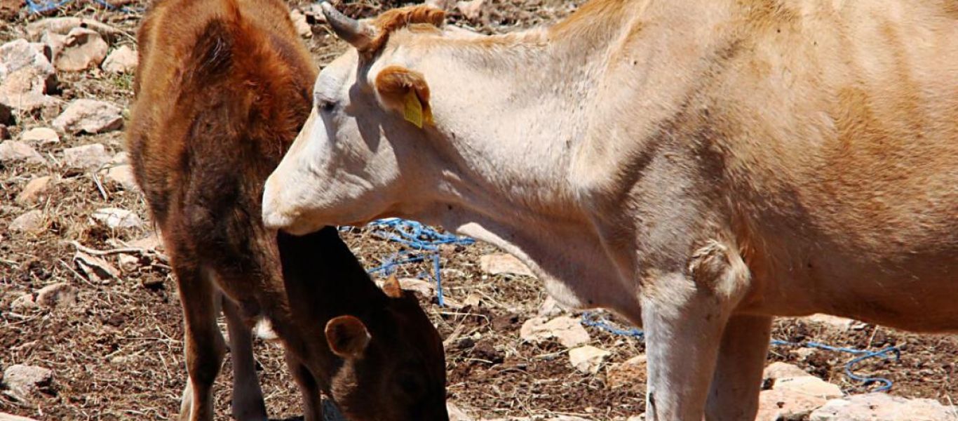 Απάνθρωπες εικόνες στην Κω: Νεκρές και σκελετωμένες αγελάδες σε άθλιες συνθήκες (βίντεο)