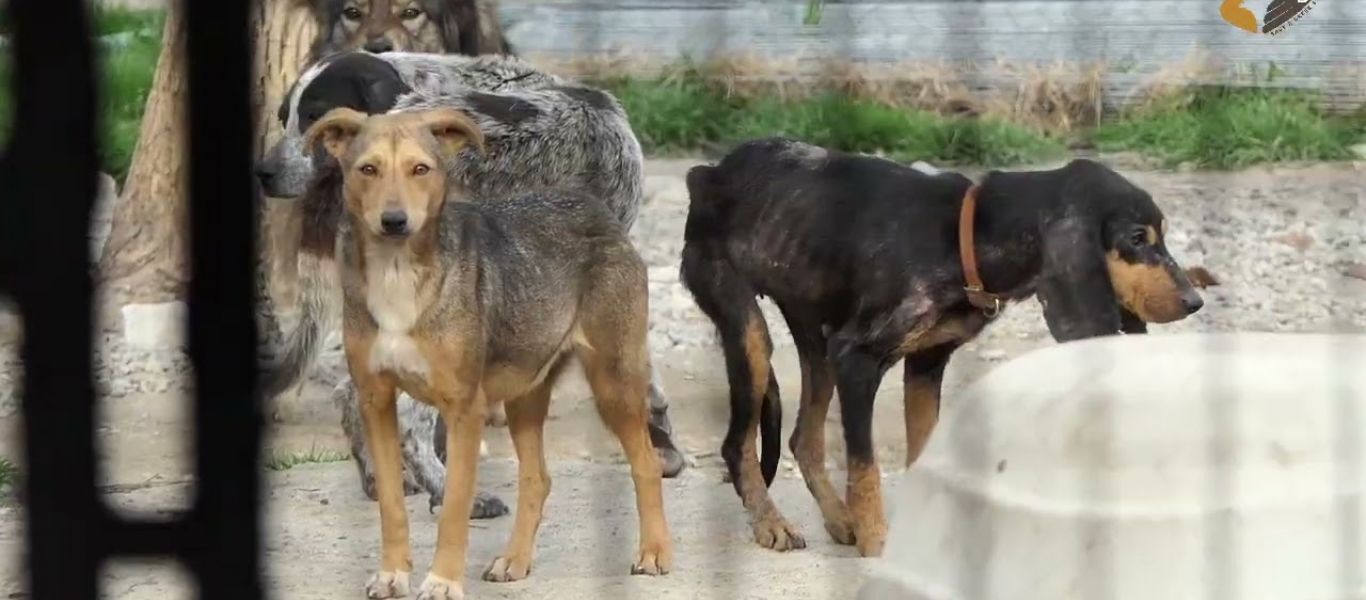 Σπάρτη: Συνελήφθη ο αντιδήμαρχος για τα κυνοκομεία – στρατόπεδα θανάτου