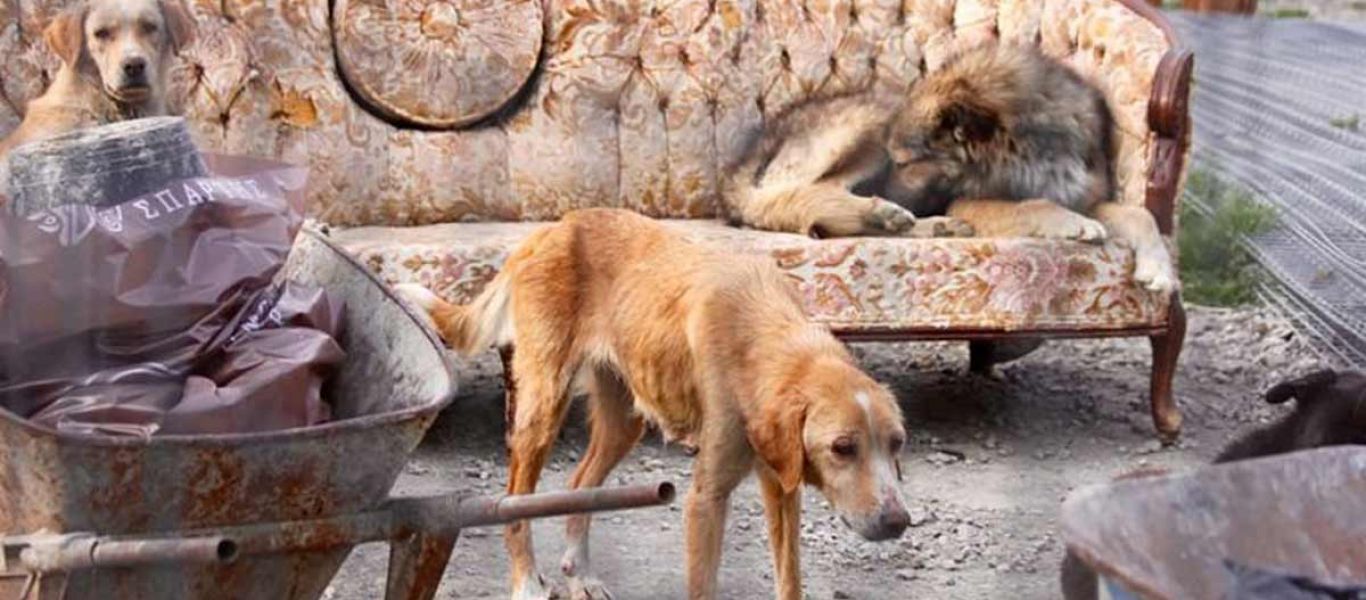 Save a Greek Stray για το κυνοκομείο στη Σπάρτη: «Η υπόθεση είναι ακόμη στην αρχή»