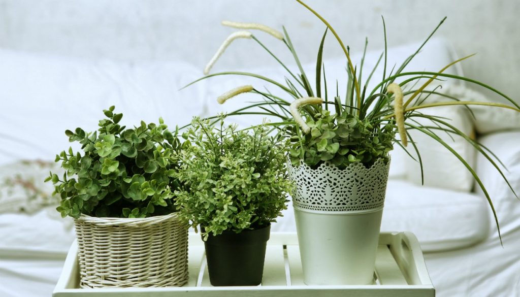 Φυτά: Tips για να τα κάνετε να φαίνονται σαν την μέρα που τα αγοράσατε
