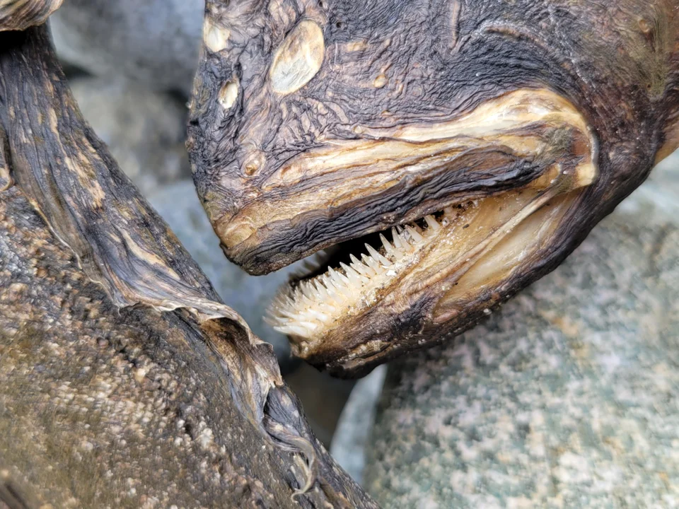 HΠΑ: Τερατώδες ψάρι ξεβράστηκε σε ακτή του Όρεγκον και προκάλεσε τρόμο (φώτο)