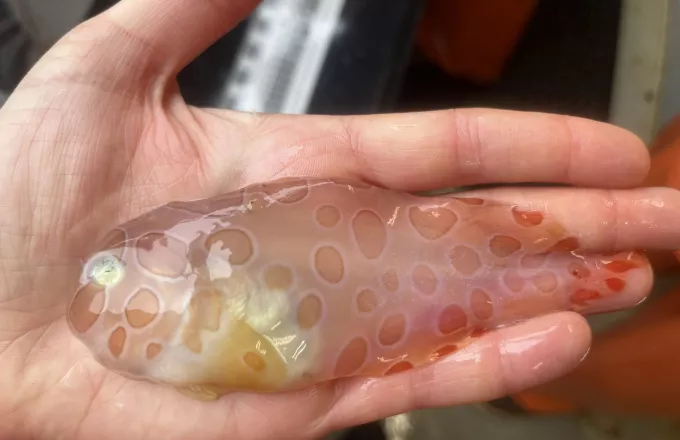 Κι όμως υπάρχει: Ερευνητές ανακάλυψαν διάφανο ψάρι!