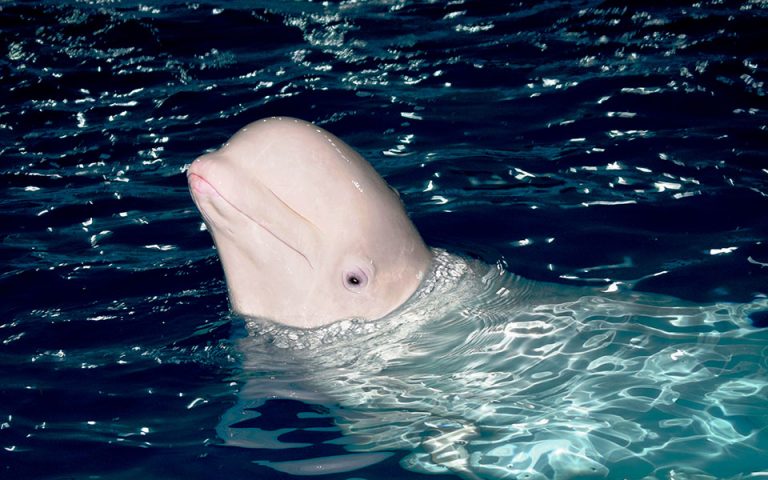 Γαλλία: Επιστήμονες παρακολουθούν με drones τη φάλαινα μπελούγκα που εμφανίστηκε στον Σηκουάνα