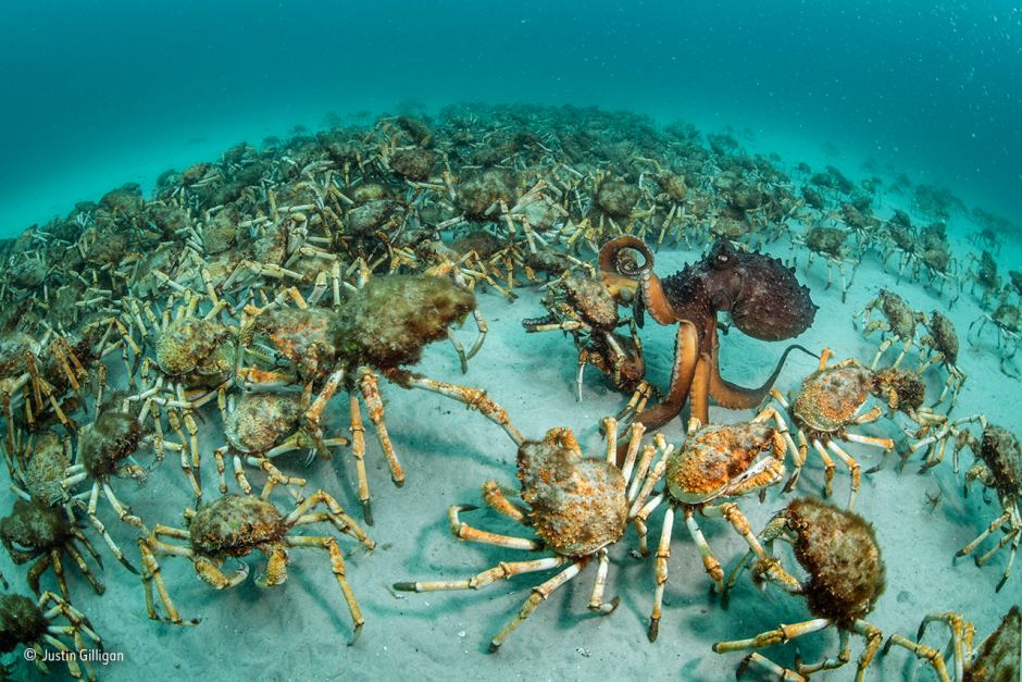 Χιλιάδες δηλητηριώδη καβούρια-αράχνες έκαναν την εμφάνιση τους σε παραλία της Κορνουάλης (φώτο)