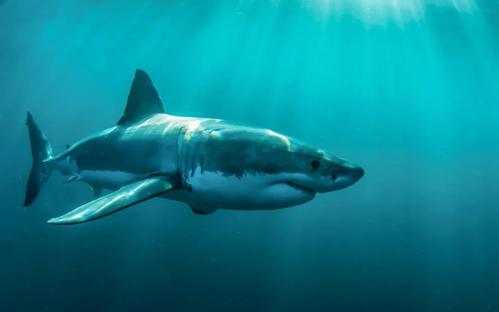 Φλόριντα: Ψαράς κατηγορείται ότι σκότωσε καρχαρία – Τον χτυπούσε με σφυρί μέχρι θανάτου