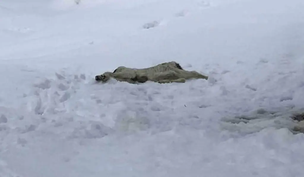 Βόλος: Παρέμβαση εισαγγελέα για τον αποκεφαλισμένο σκύλο που εντοπίστηκε στα χιόνια