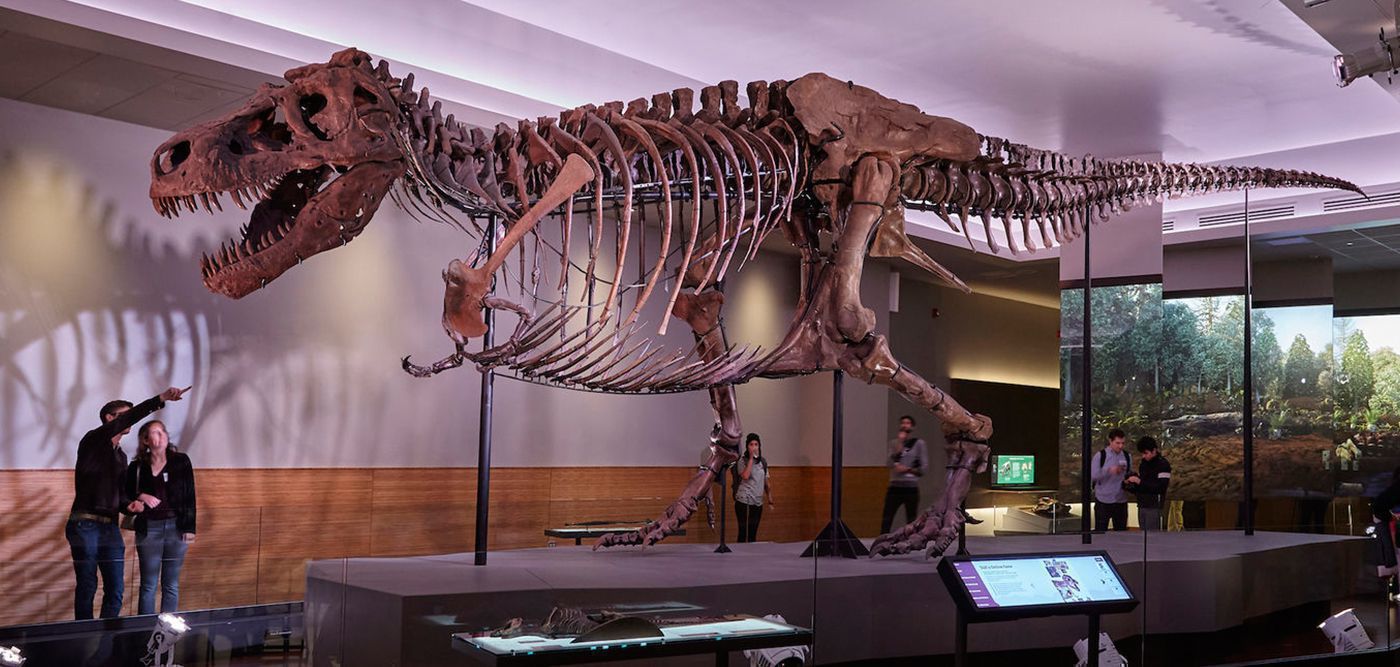 Ζυρίχη: Σκελετός Τυραννόσαυρου Ρεξ πουλήθηκε σε δημοπρασία έναντι 5,6 εκατ. ευρώ (φωτο)