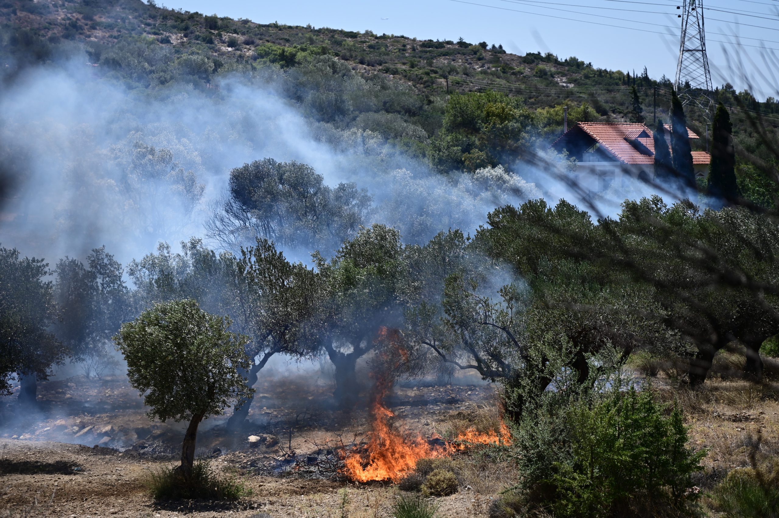 Φωτιά στα Δερβενοχώρια: Μήνυμα από το «112» στους κατοίκους – «Οι καπνοί κατευθύνονται στην περιοχή σας»