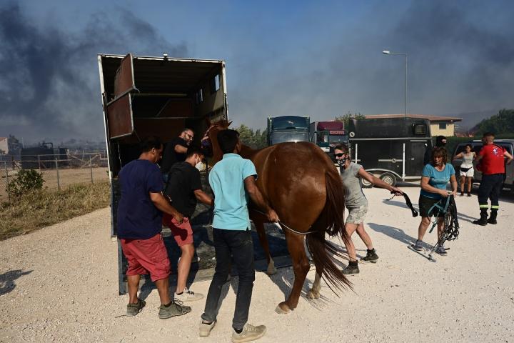 Φωτιές στην Ελλάδα: Πώς διασώθηκαν πυρόπληκτα ζώα και ποιοι έχουν αναλάβει τη φροντίδα τους