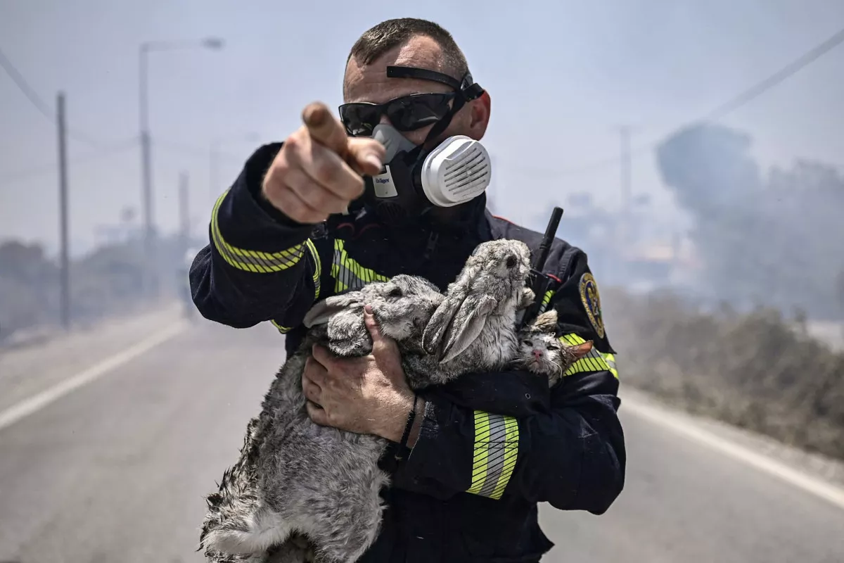 Ρόδος: Συνολικά 50.000 ελαιόδεντρα και 2.500 ζώα κάηκαν