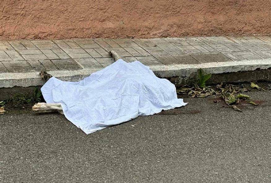 Φρικτός θάνατος σκύλου στο Αγρίνιο – Τον έσυραν με αυτοκίνητο στην άσφαλτο (σκληρές εικόνες)