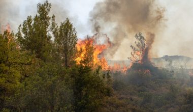 Οριοθετήθηκε η φωτιά που ξέσπασε σε γεωργική έκταση στην Αλίαρτο Βοιωτίας – Εστάλη μήνυμα από το «112» (upd)