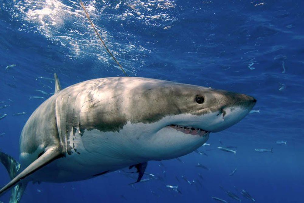 Λάρνακα: Εντοπίστηκε καρχαρίας στα ανοιχτά (βίντεο)
