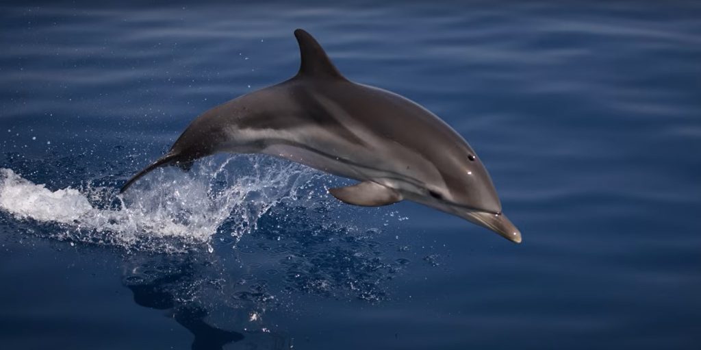 Δελφίνι ξεβράστηκε νεκρό στην παραλία Λεχαίου Κορινθίας (φώτο)
