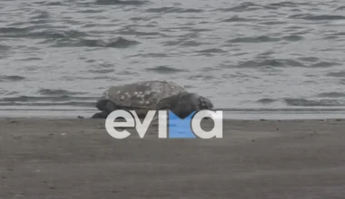 Εύβοια: Γιγάντια καρέτα καρέτα ξεβράστηκε σε παραλία – Επιστρατεύτηκε μηχάνημα για τη μεταφορά της