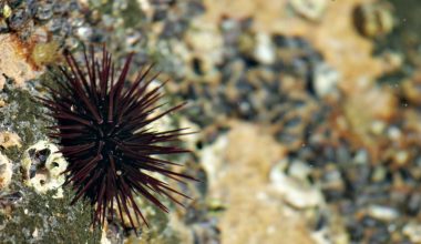 Πανδημία αφανίζει αχινούς στην Ερυθρά Θάλασσα – Σκοτώνει βίαια σε δύο μέρες