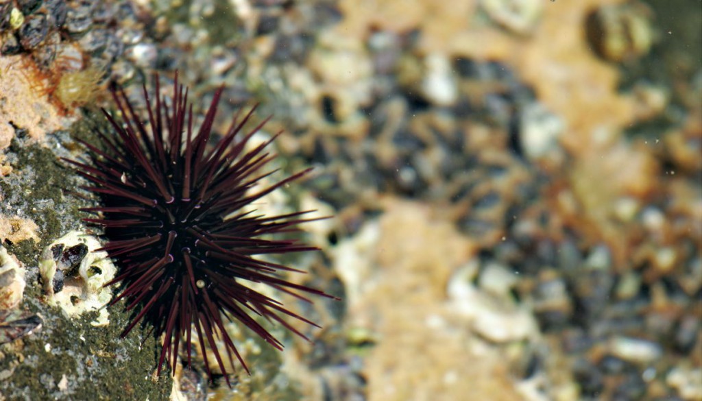 Πανδημία αφανίζει αχινούς στην Ερυθρά Θάλασσα – Σκοτώνει βίαια σε δύο μέρες