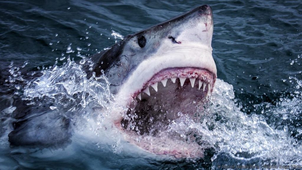 Επιστήμονες είδαν καρχαρία τίγρη να ξερνάει ολόκληρη έχιδνα – «Ήμασταν πολύ σοκαρισμένοι» (φωτο) 