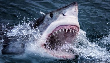 Επιστήμονες είδαν καρχαρία τίγρη να ξερνάει ολόκληρη έχιδνα – «Ήμασταν πολύ σοκαρισμένοι» (φωτο) 