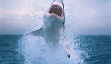 Φλόριντα: Καρχαρίες επιτέθηκαν μέσα σε λίγα λεπτά σε τρεις κολυμβητές