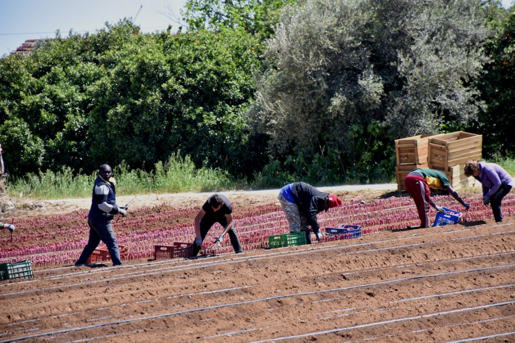 Φέρνουν «εργάτες γης» από την Αίγυπτο: Ανοίγει αύριο η πλατφόρμα