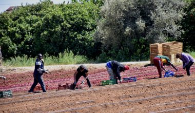 Φέρνουν εργάτες γης από την Αίγυπτο: Ανοίγει αύριο η πλατφόρμα – Τι αναφέρει ο Δ.Καιρίδης