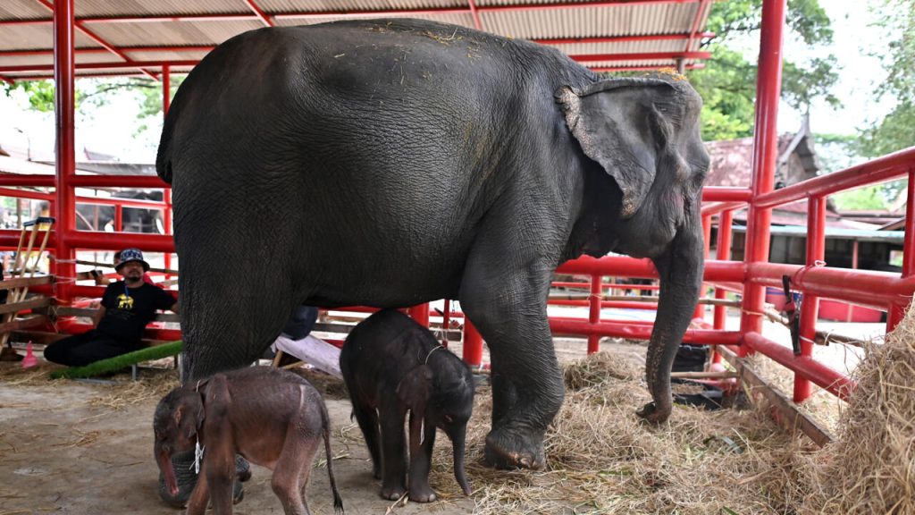 Σπάνια γέννηση δίδυμων ελεφάντων στην Ταϊλάνδη – Η μαμά ελεφαντίνα «τα χασε» και προσπάθησε να επιτεθεί στο δεύτερο