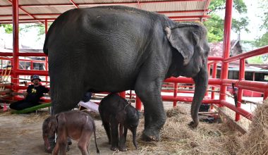 Σπάνια γέννηση δίδυμων ελεφάντων στην Ταϊλάνδη – Η μαμά ελεφαντίνα «τα χασε» και προσπάθησε να επιτεθεί στο δεύτερο