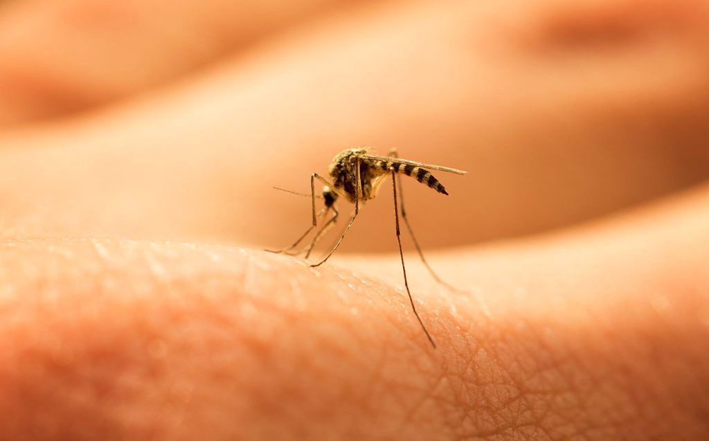 Αυξάνονται τα κρούσματα δάγκειου πυρετού και άλλων ασθενειών που μεταδίδονται από τα κουνούπια
