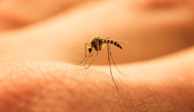 Αυξάνονται τα κρούσματα δάγκειου πυρετού και άλλων ασθενειών που μεταδίδονται από τα κουνούπια