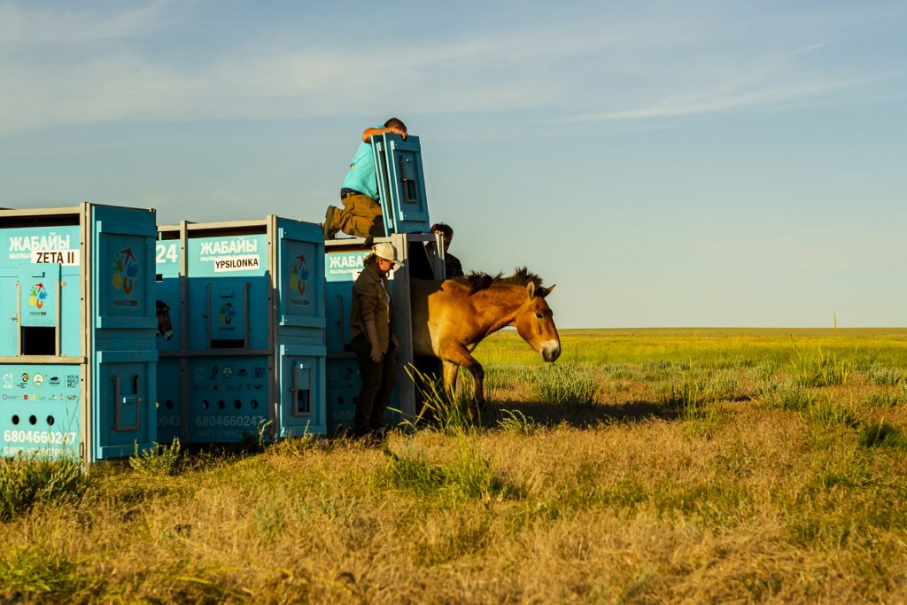 Τα τελευταία άγρια ​​άλογα στον κόσμο επιστρέφουν στις στέπες του Καζακστάν μετά από απουσία δύο αιώνων