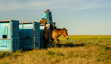 Τα τελευταία άγρια ​​άλογα στον κόσμο επιστρέφουν στις στέπες του Καζακστάν μετά από απουσία δύο αιώνων