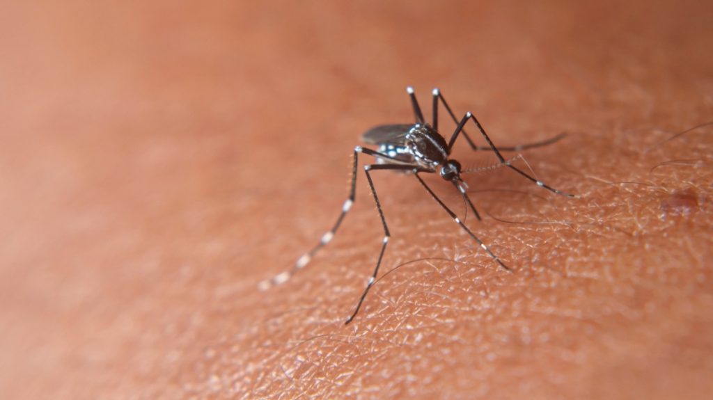 Έντονος προβληματισμός για τα κουνούπια που μεταφέρουν ιούς: Έχουν εντοπιστεί σε 18 χώρες – Ανάμεσα τους και η Ελλάδα