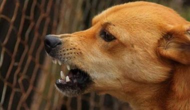 Καστοριά: Σκύλος επιτέθηκε και δάγκωσε κοριτσάκι – Του προκάλεσε βαθύ τραύμα