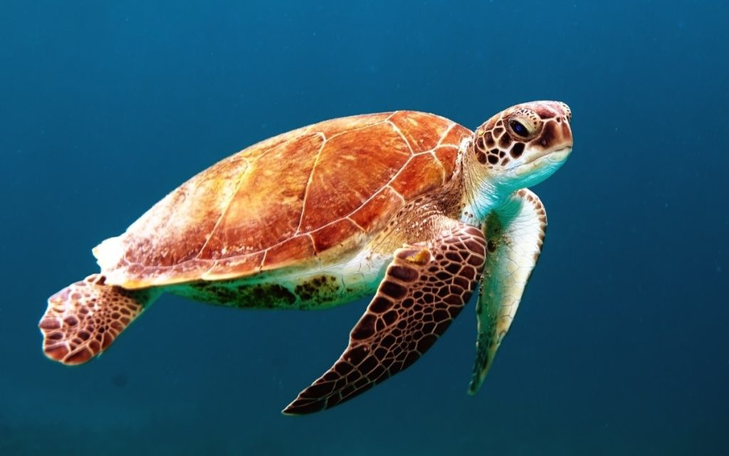 Λιμένι: Θαλάσσια χελώνα επιτέθηκε και δάγκωσε λουόμενη (φώτο)