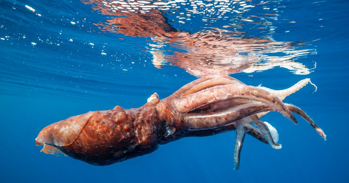 Εντυπωσιακό βίντεο δείχνει γιγάντιο καλαμάρι να προστατεύει τα αβγά του