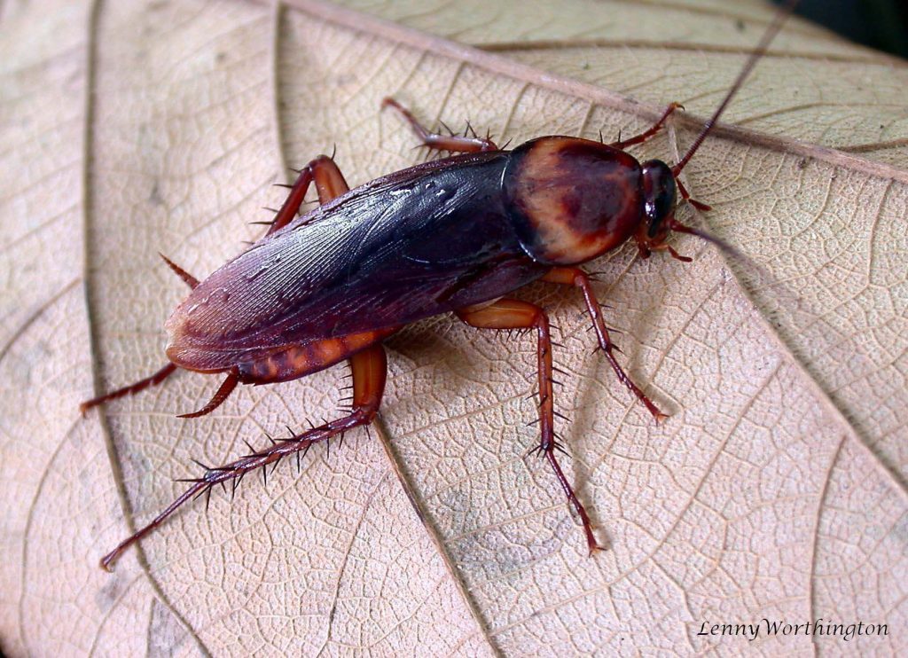 Γέμισε κατσαρίδες η Λάρισα – Εξαπλώνονται οι Periplaneta americana