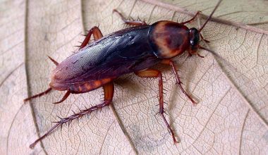 Γέμισε κατσαρίδες η Λάρισα – Εξαπλώνονται οι Periplaneta americana