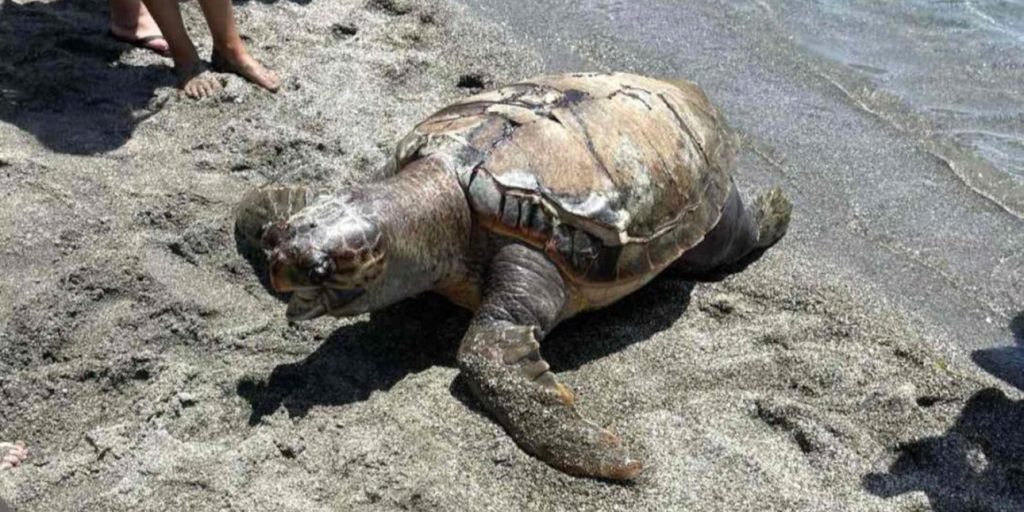 Θαλάσσια χελώνα ξεβράστηκε νεκρή σε παραλία στην Καλαμάτα (φωτο) 