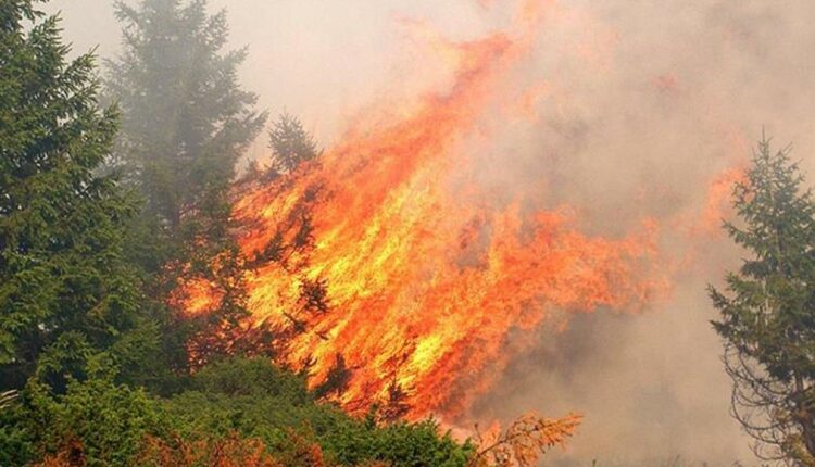 Πυρκαγιά ξέσπασε στην περιοχή Ποταμιά Σπάρτης – Καίγεται δασική έκταση
