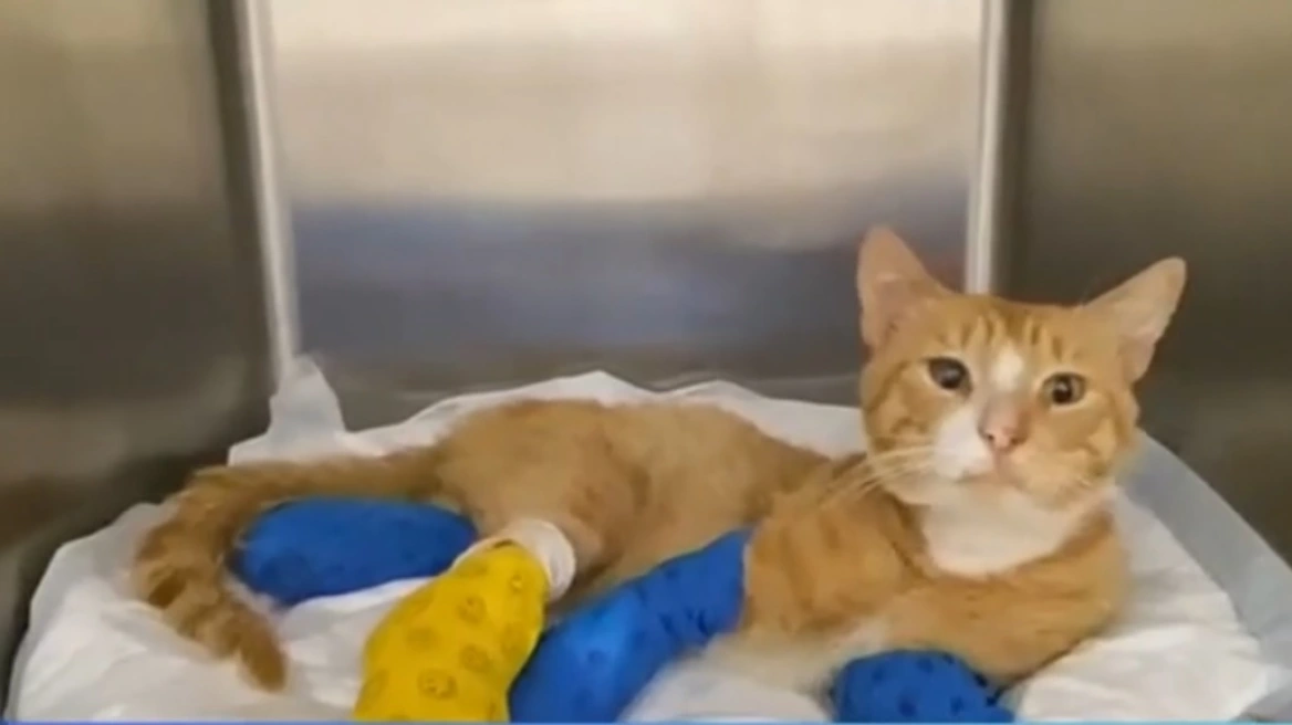 Κτηνωδία στη Θεσσαλονίκη: Γατάκι εντοπίστηκε με κομμένα τα τρία πόδια του 