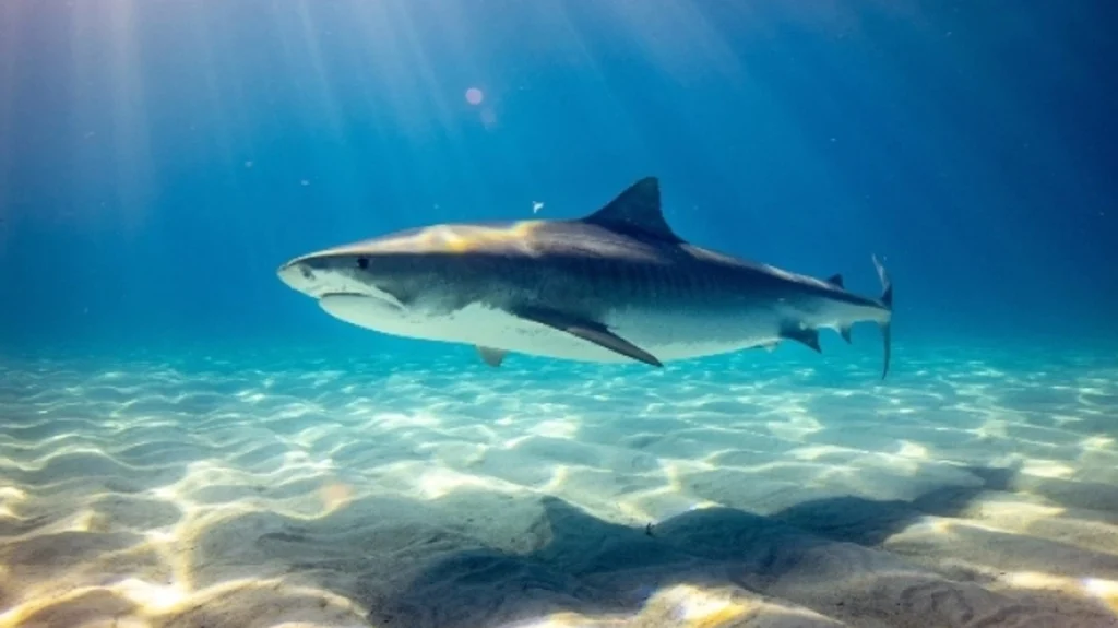 Φλόριντα: Καρχαρίας επιτέθηκε σε άνδρα που κολυμπούσε