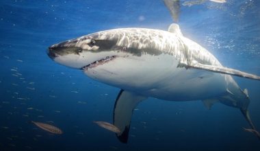 Πέντε νεκροί και δύο τραυματίες: Οι επιθέσεις καρχαριών που έχουν γίνει στην Ελλάδα