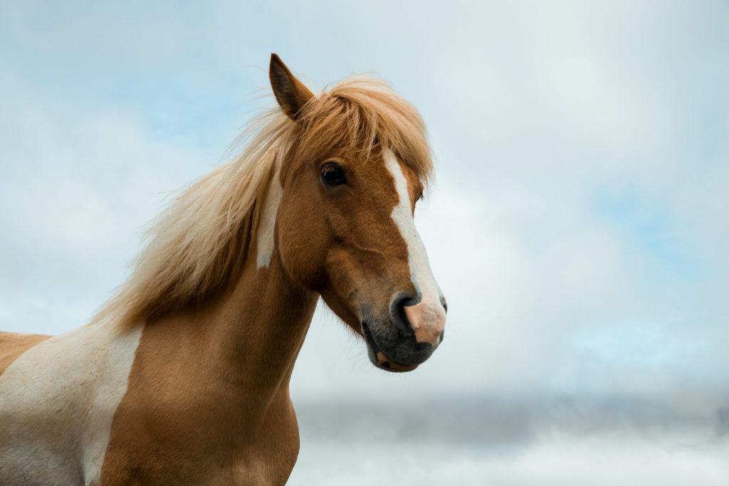 Ανακαλύφθηκε άλογο 42.000 ετών στον κρατήρα Batagaika της Σιβηρίας – Οι προσπάθειες κλωνοποίησης